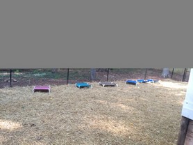 Backyard area for dogs (1).JPG
