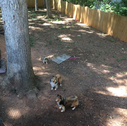 Pretty summers day in Apex NC and the shelties enjoying their yard.JPG